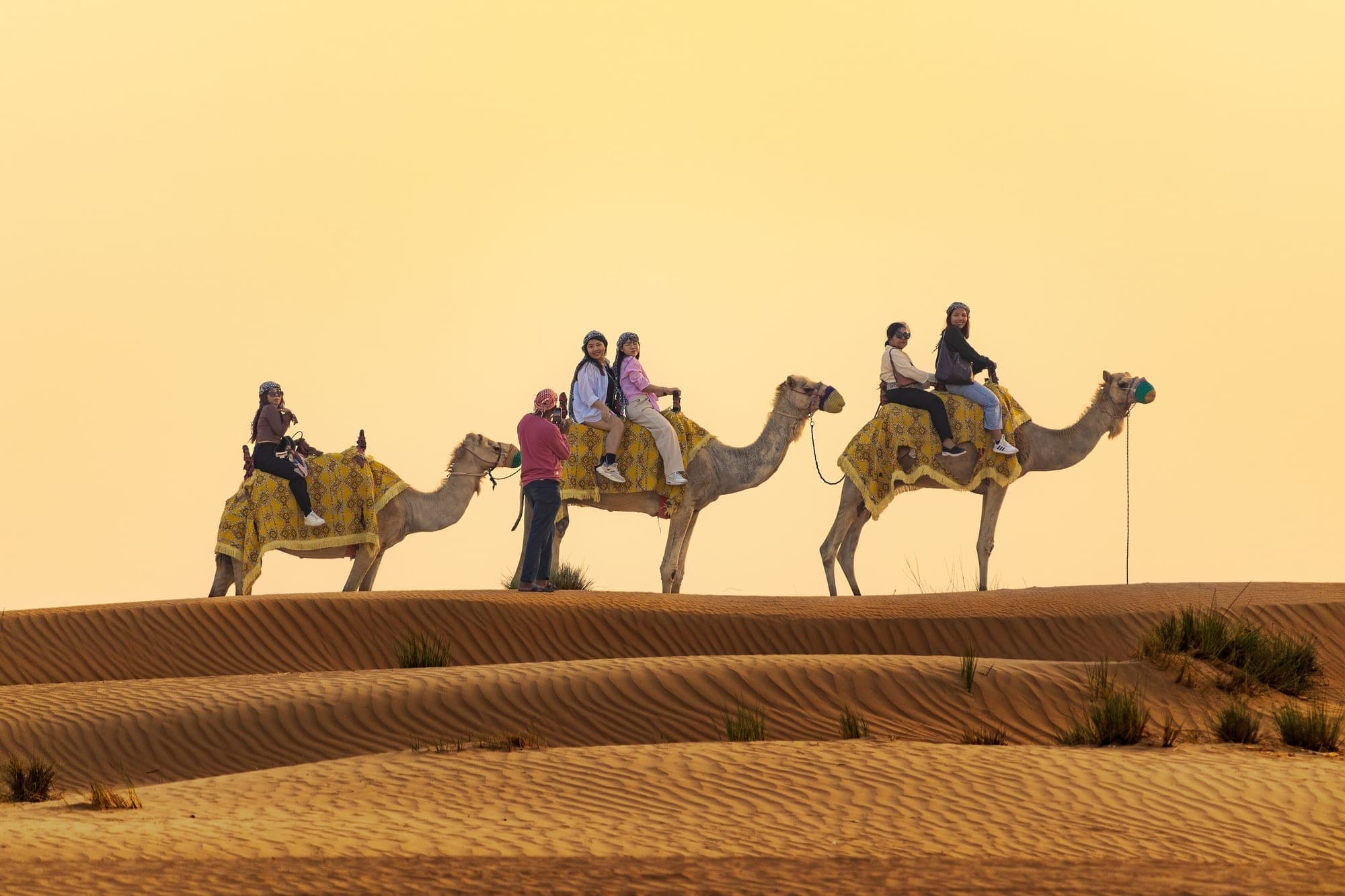 Camels crossing the desert dunes near Dubai