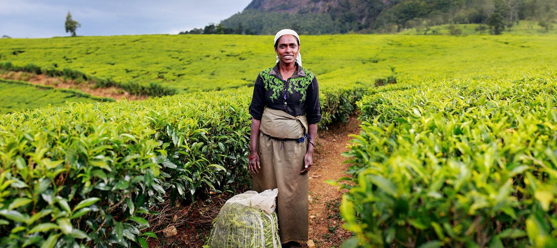 Tea plantation hills near Nuwara Eliya, Sri Lanka