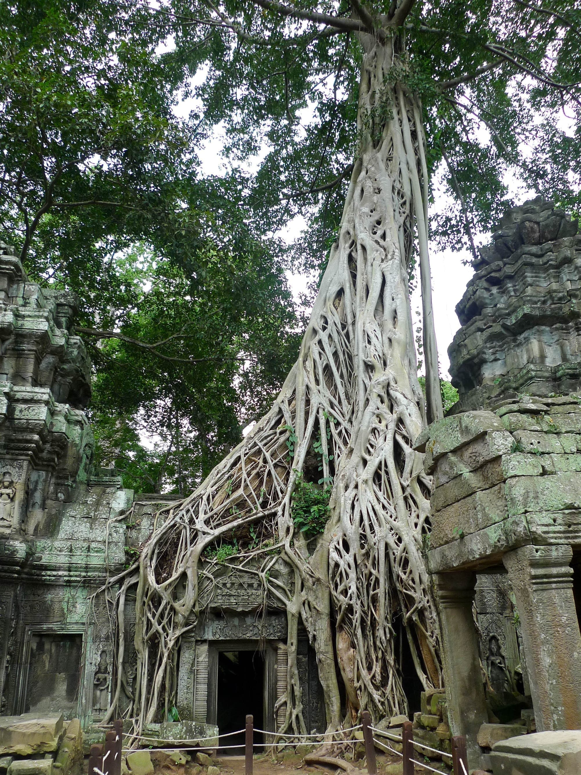Tree roots growing over the stone ruins of Ta Prohm, Angkor