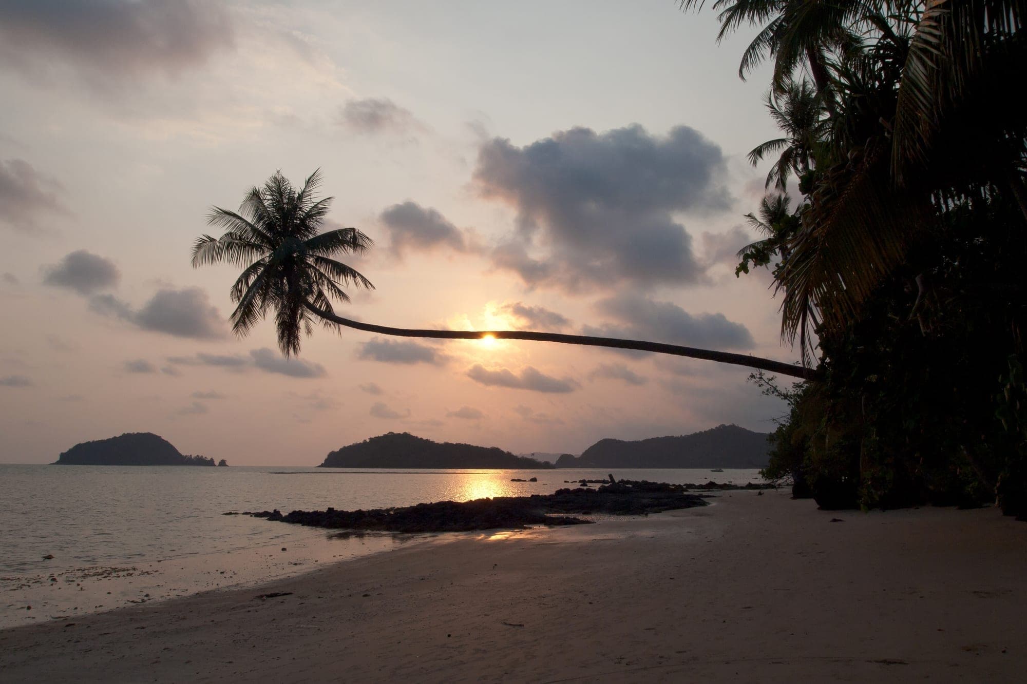A palm leaning over a beach at sunset in Thailand
